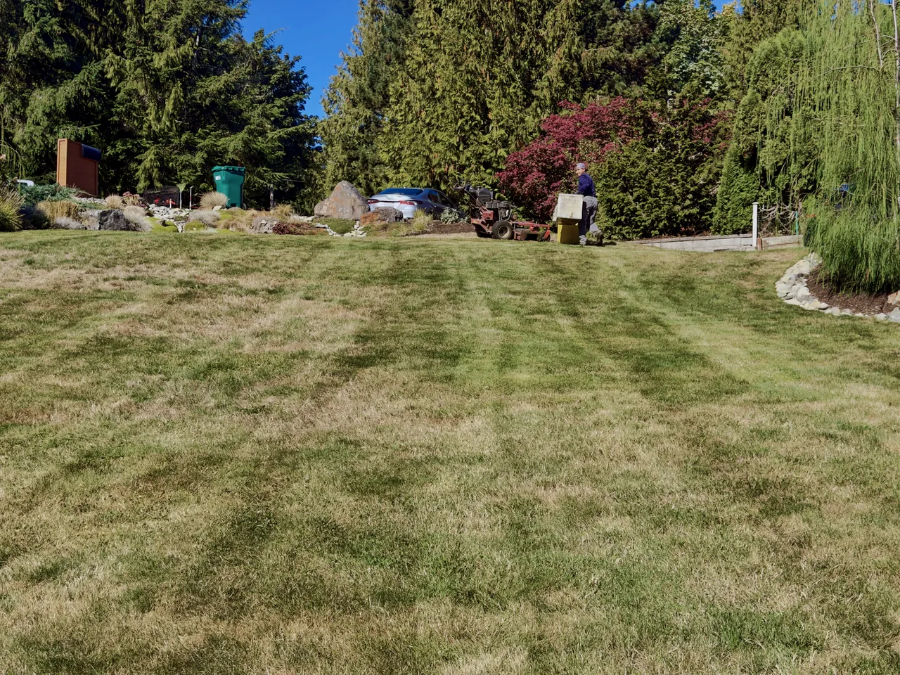 Lawn with mowing stripes after a fresh cut