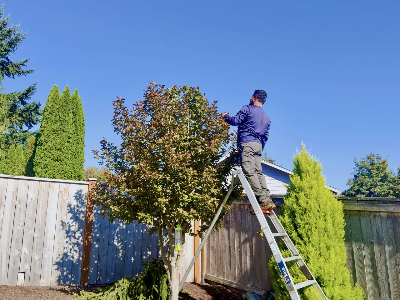 Crew member on a ladder trimming the top of a tall hedge against a blue sky