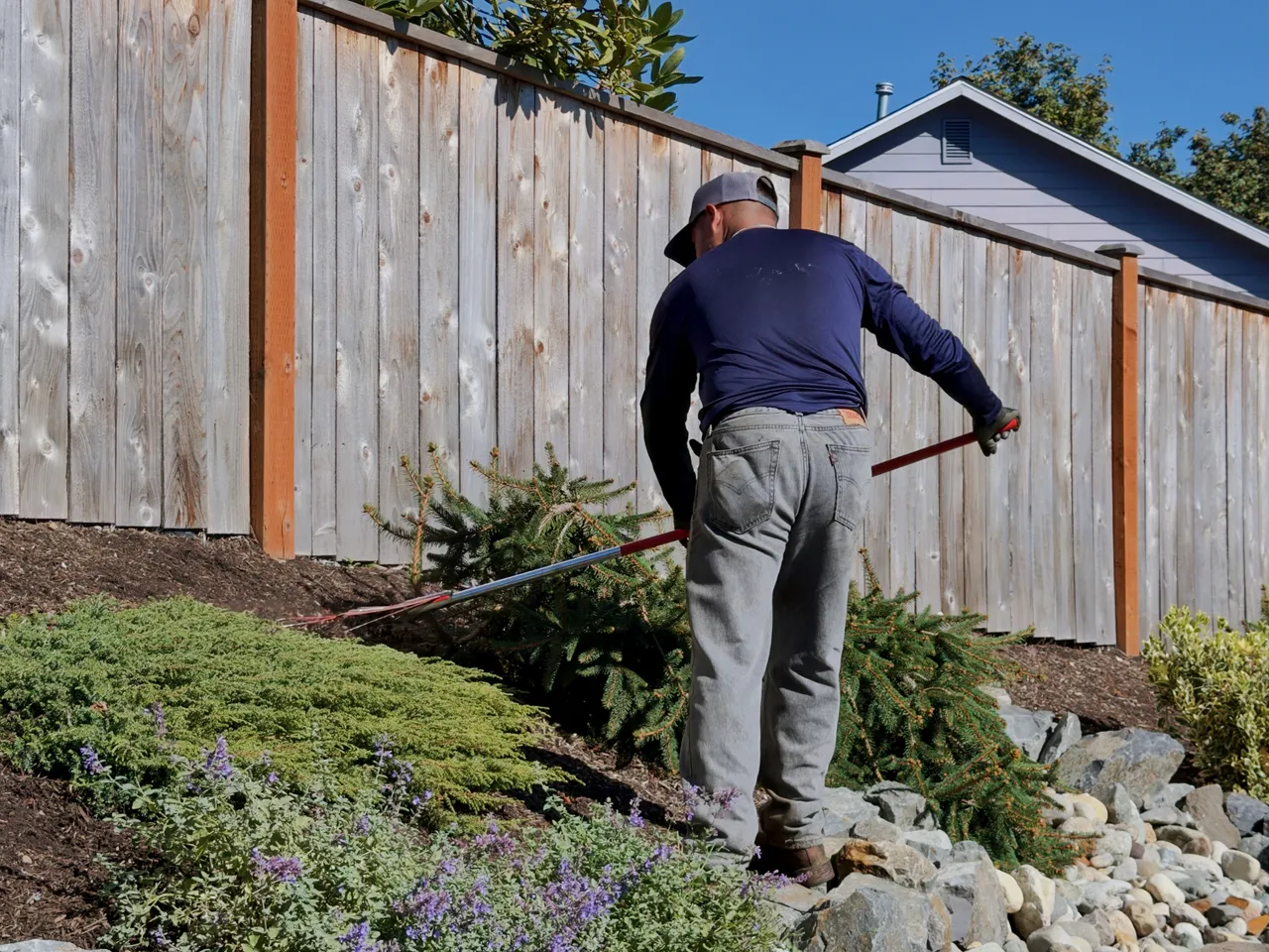 A crew member at the cedar fence, the bed below it cleared and mulched