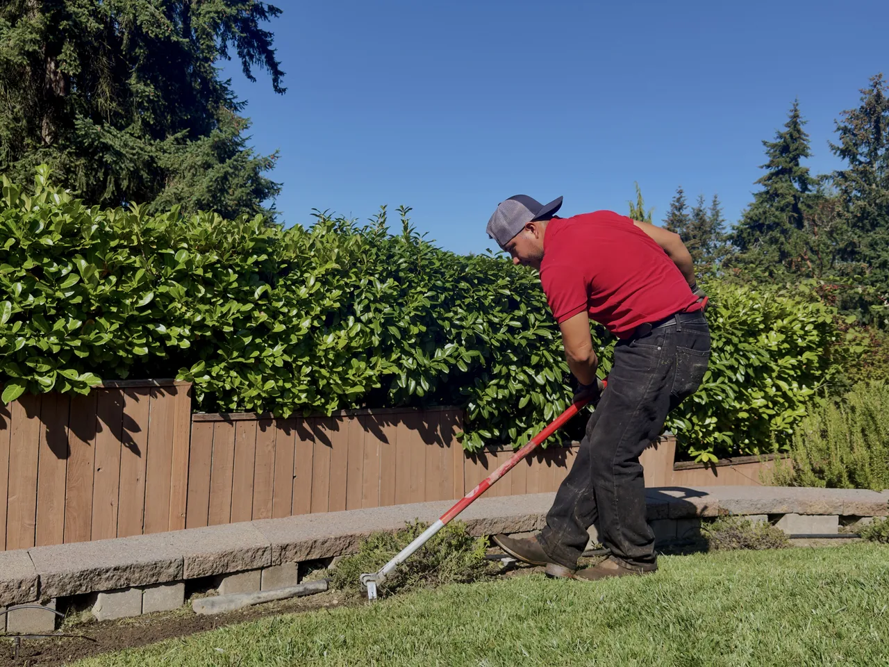 Crew member trimming a laurel hedge line square