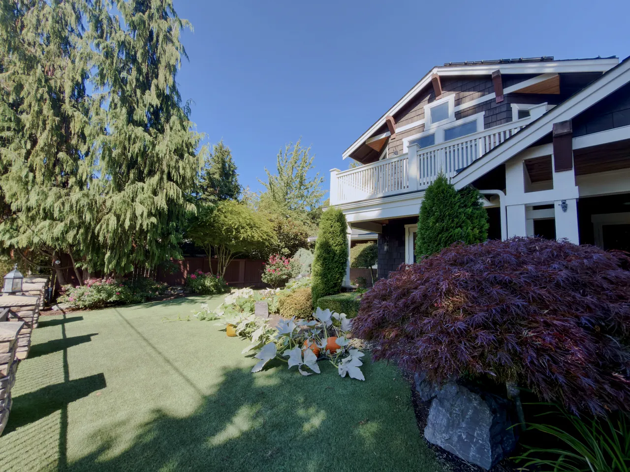Backyard lawn with a red Japanese maple