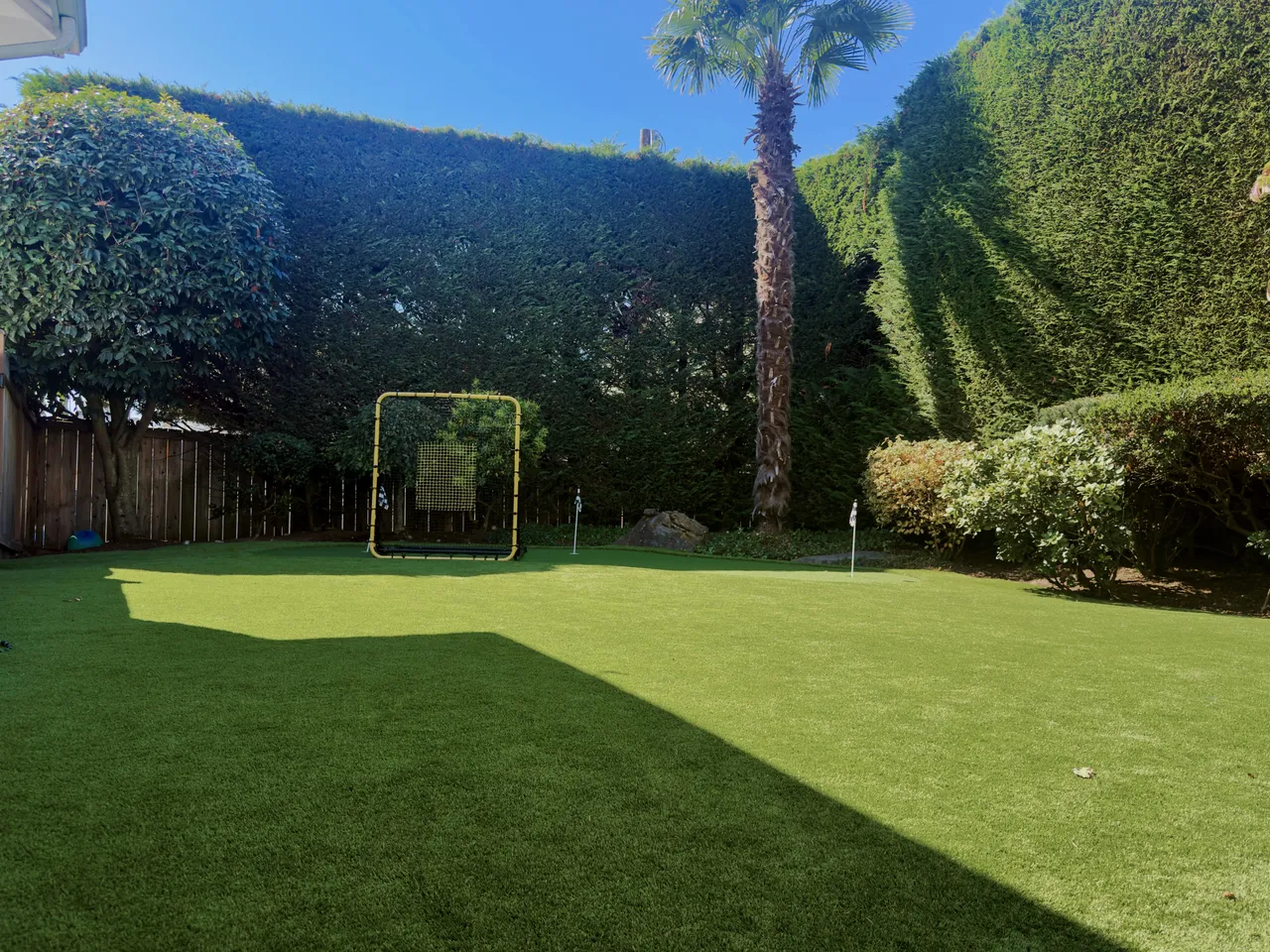 Backyard lawn framed by tall clipped hedges and a palm