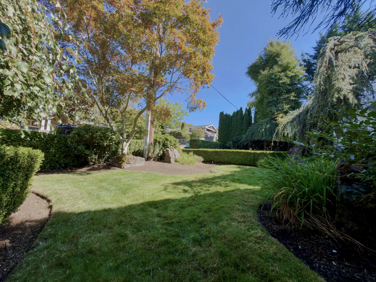 Garden beds and lawn under a maple tree